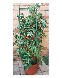 Rankhilfe für Tomaten und Kletterpflanzen