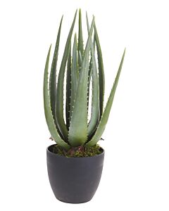 Kunstpflanze «Aloe Vera»