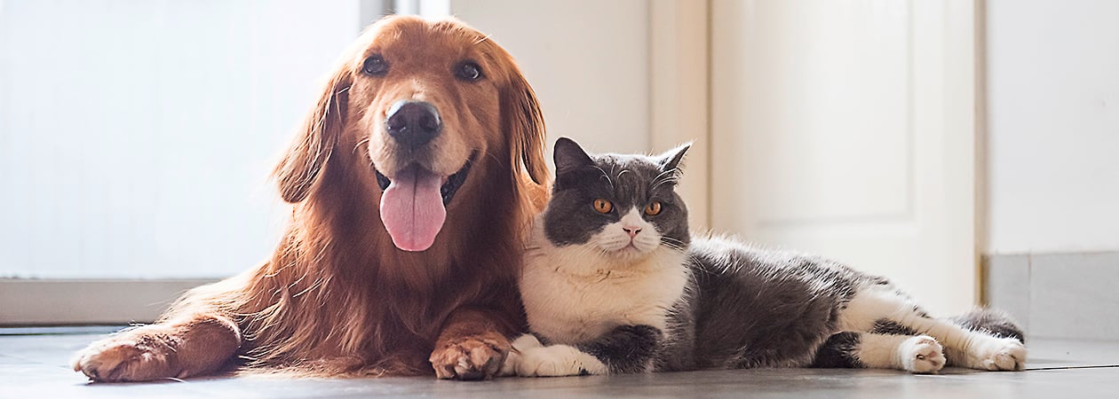 Chien et chat allongés côte à côte sur le sol d'un appartement.