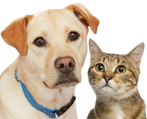 Chien & chat Cette photo montre un chien de couleur crème avec un collier bleu et un chat tigré sur un fond blanc. Les deux animaux domestiques regardent attentivement l'appareil photo.
