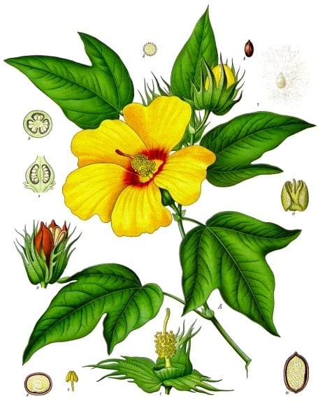Illustration tirée des plantes médicinales de Köhler de Gossypium barbadense - Wikipedia Illustration tirée des plantes médicinales de Köhler de Gossypium barbadense - Wikipedia
