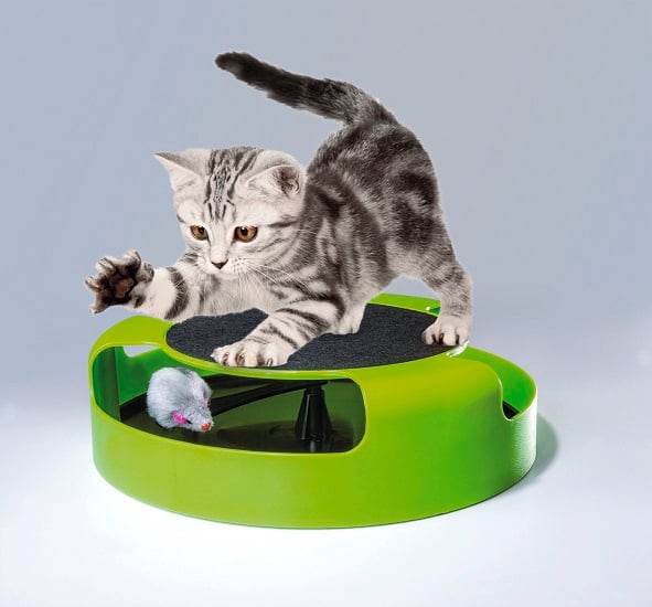 Jeune chat jouant avec des jouets pour chats. Cette photo montre une jeune chatte tigrée grise qui joue avec un jouet vert pour chat. Il se tient sur le jouet et poursuit avec sa patte la souris grise qui se trouve dans le jouet.