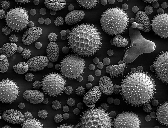 Image au microscope de différents pollens