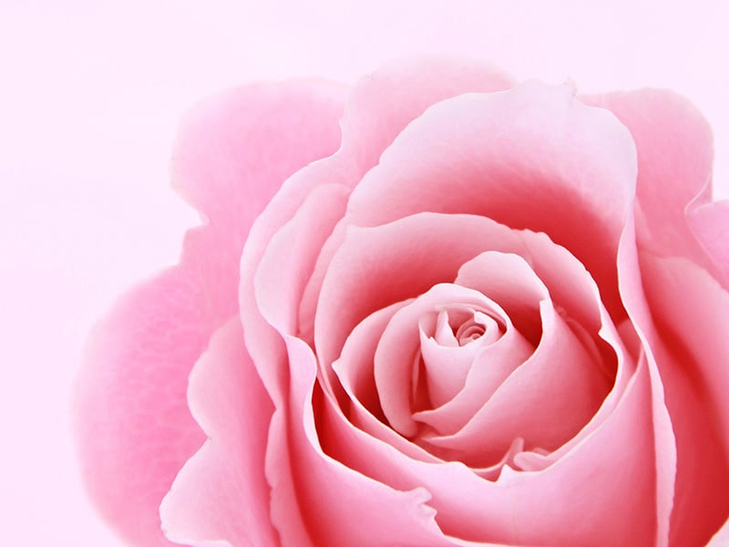 Rose tendre Rose tendre