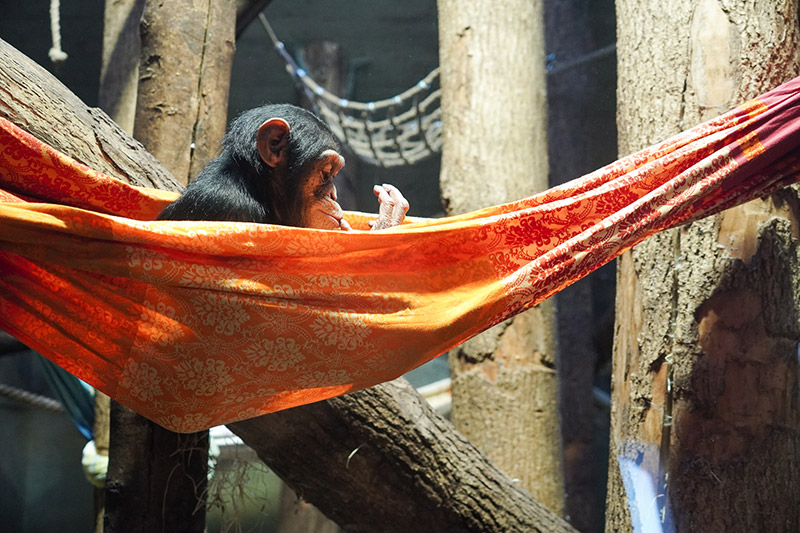 Wiederverwendete Bettwäsche dient als Hängematte für einen Schimpansen im Zoo